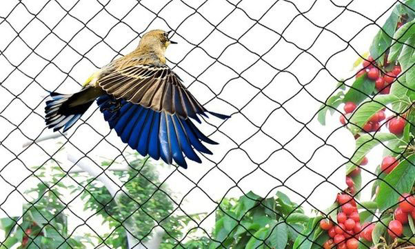 Anti Birds nets Bangalore